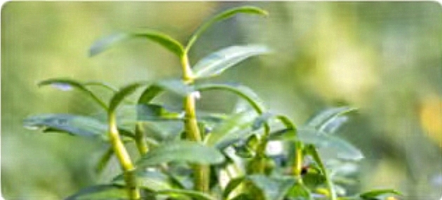 Huoshan Dendrobium .jpg