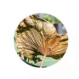 Lotus leaf.jpg
