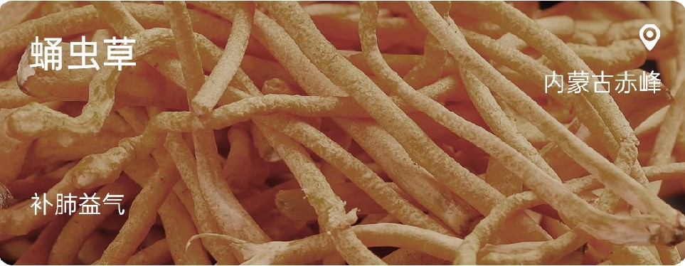Cordyceps militaris.jpg