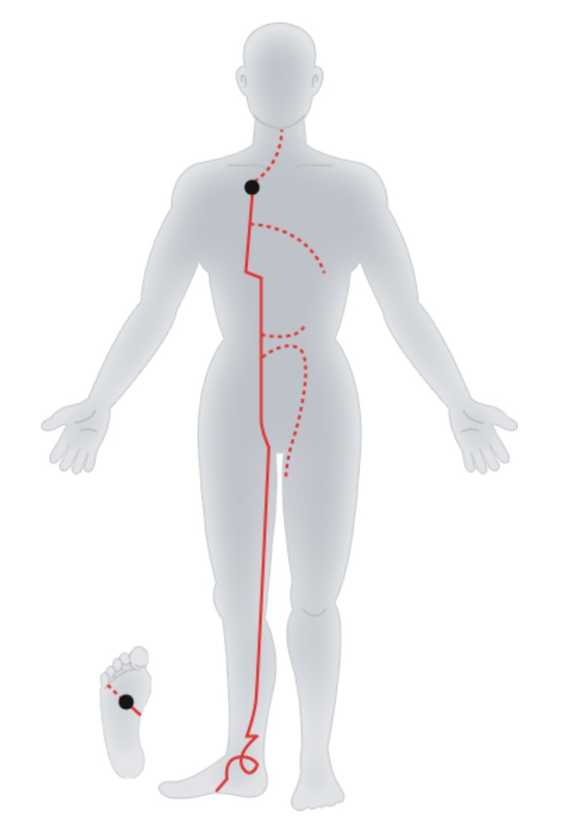 Foot-Shaoyin Kidney Meridian.jpg Foot-Shaoyin Kidney Meridian.jpg