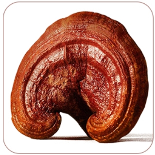 AiYiSheng Broken-wall Ganoderma spore powder3.jpg